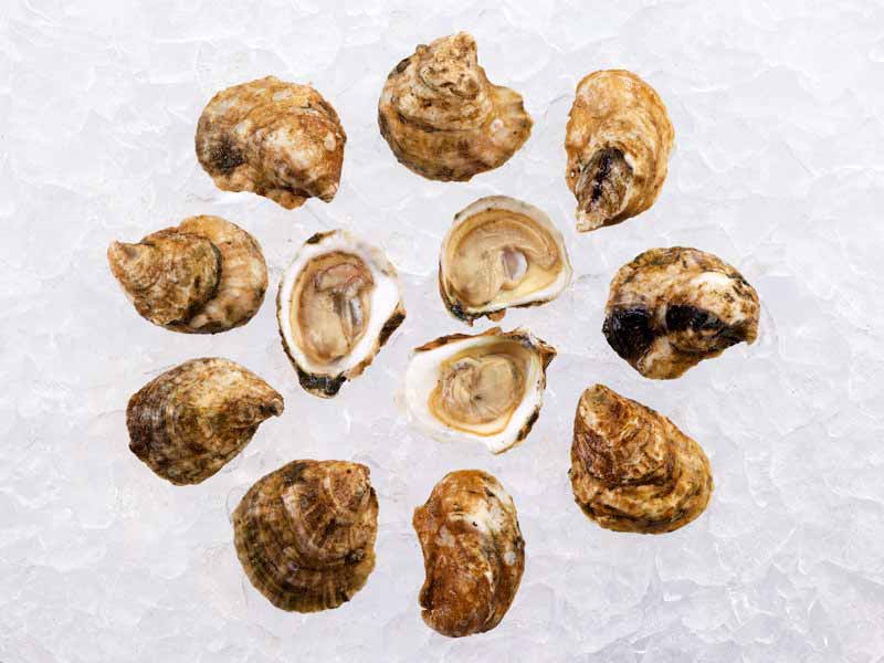 Group of Pemaquid Oysters on Ice