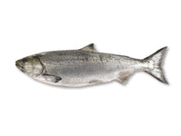 Whole King Salmon on White Background
