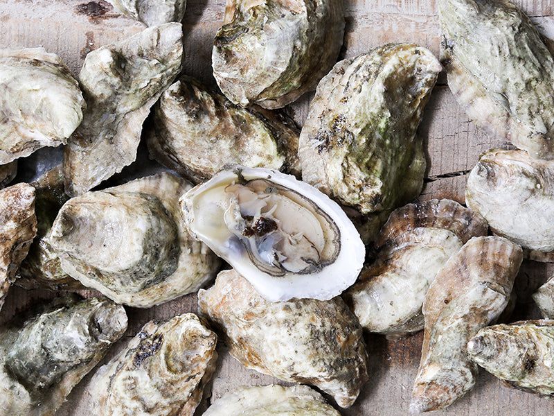 Close Up of Pemaquid Oysters on Wood Surface