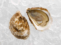 Close Up of Pink Moon Oyster Opened on Ice