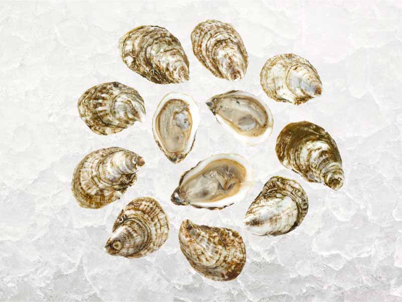 Group of Blue Point Oysters on Ice