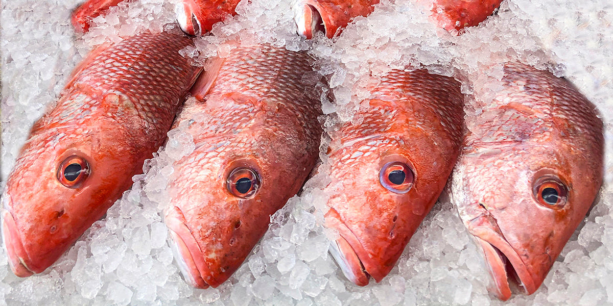 Your Essential Guide to Snapper | What Kind of Fish is Snapper?