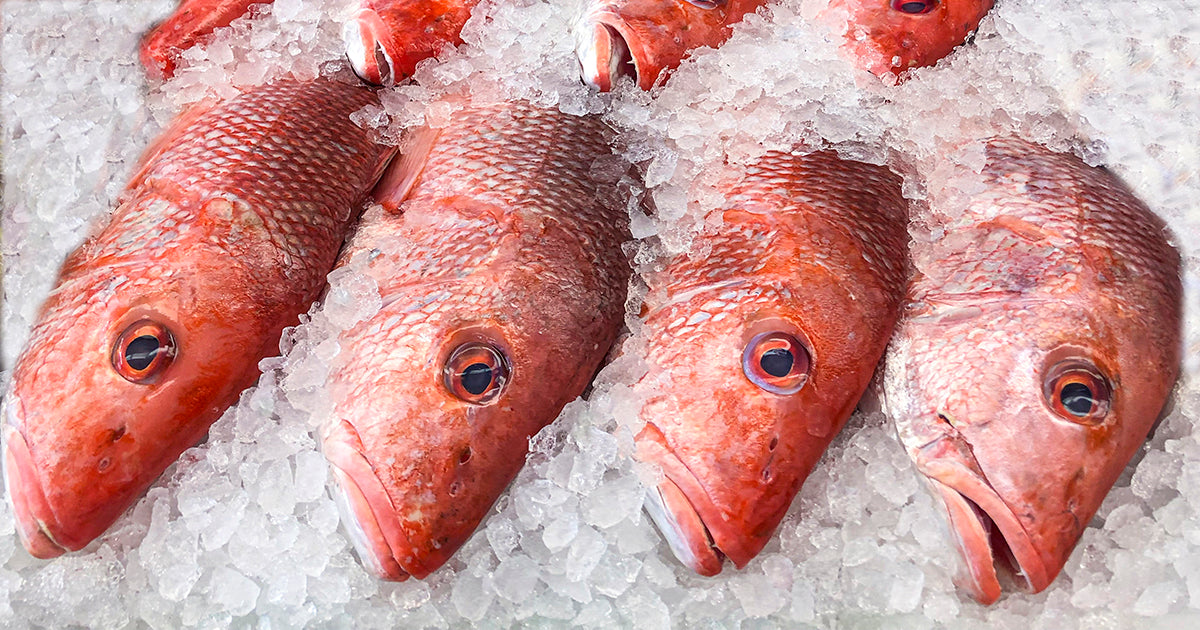 Four Whole Red Snappers on Ice