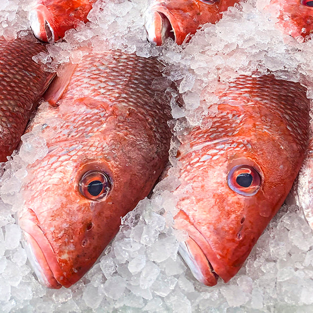 Four Whole Red Snappers on Ice