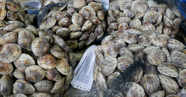 Bushels of Hard Shell Clams