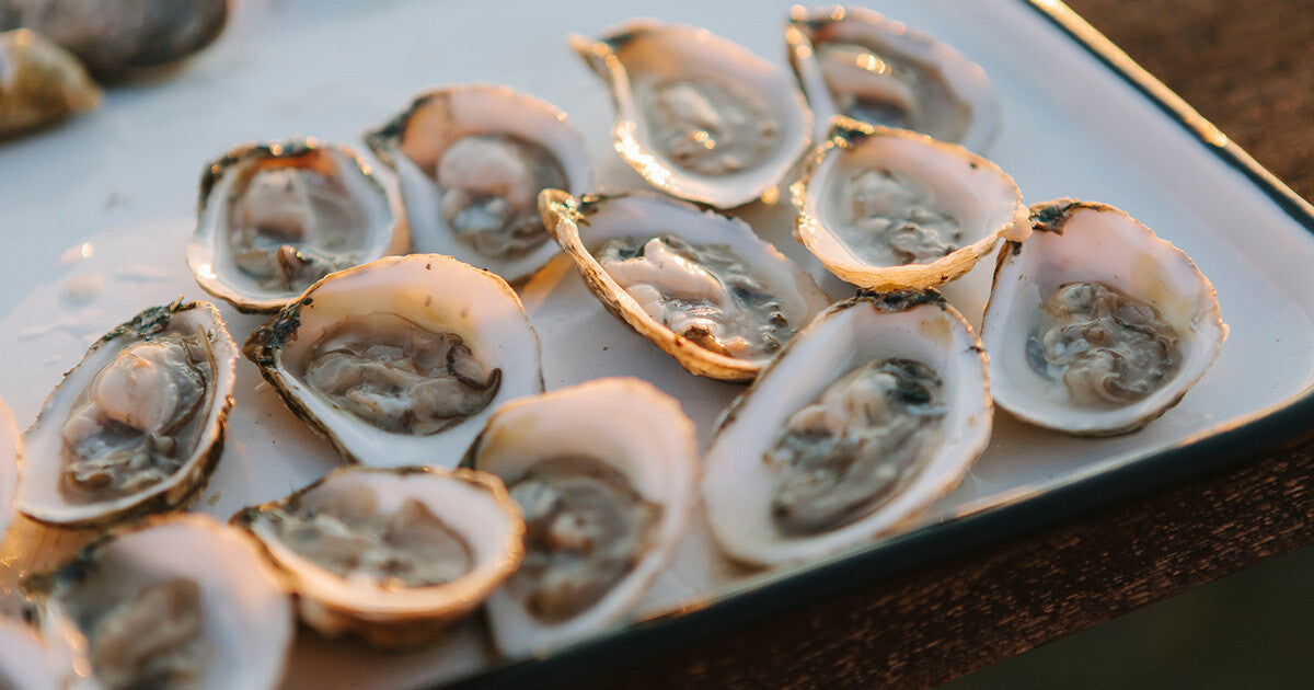 Oysters on the Half Shell on a White Plate
