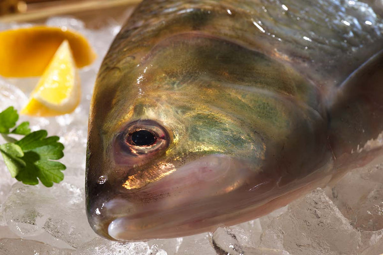 Your Essential Guide to Shad | What is Shad Fish?
