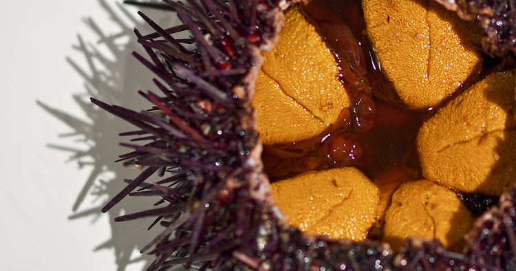 Sea Urchin with Uni Roe