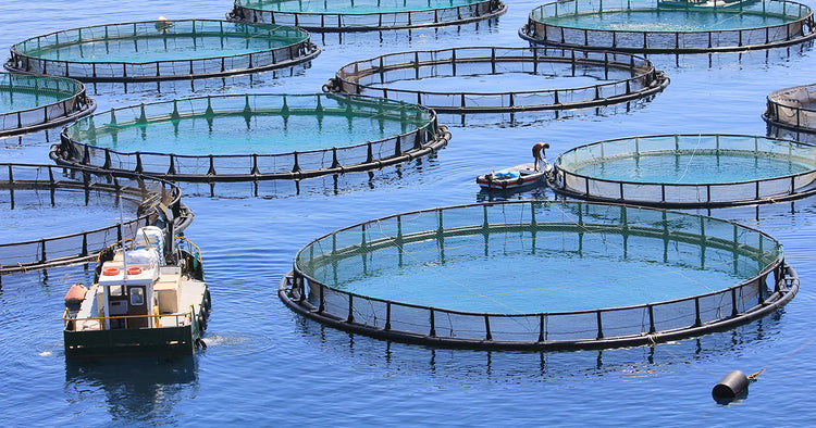 Fish Farming Pens in the Ocean