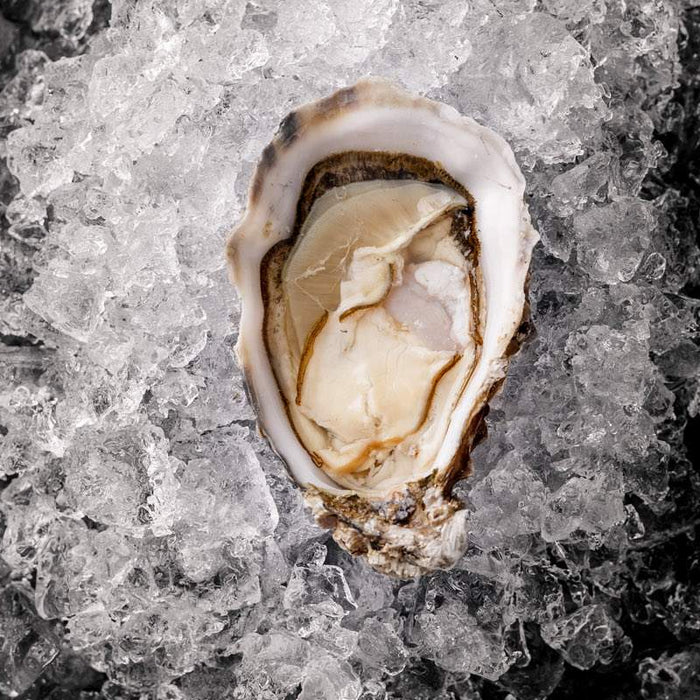 Shucked Oyster on Ice
