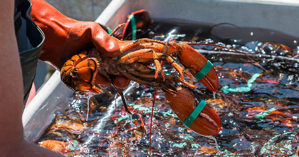 Lobster with banded claws being held over a lobster tank