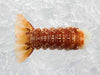 Wild South African Cold Water Lobster Tail on Ice