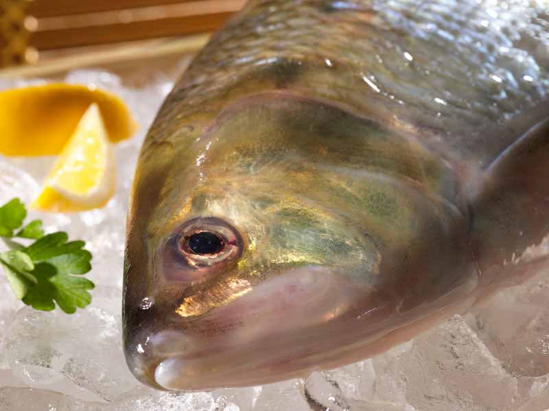 Close Up of Whole Shad on Ice with Lemon and Parsley