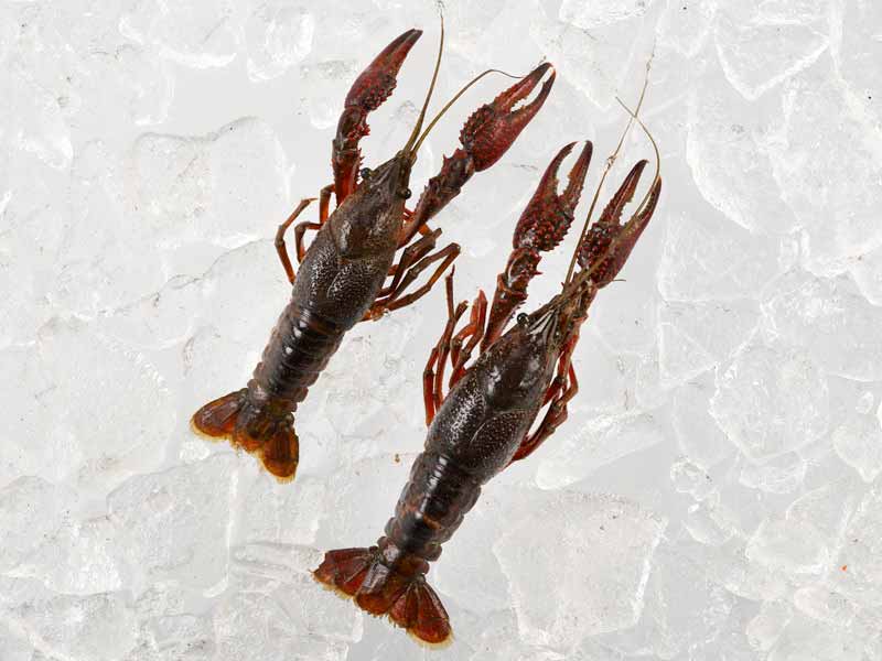 Crawfish on Ice