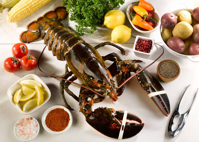 Extra Large Live Cold Water Lobster On White Table Surrounded by Herbs, Spices, Tomatoes, Potatoes, and Lemons