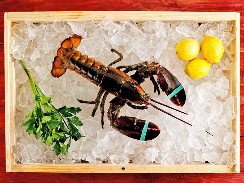 Medium Live Lobster on Ice with Lemons and Herbs