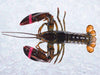 Small Live Lobster on Ice