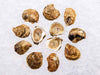 Group of Pemaquid Oysters on Ice