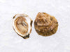 Close Up of Pemaquid Oyster Shucked on Ice