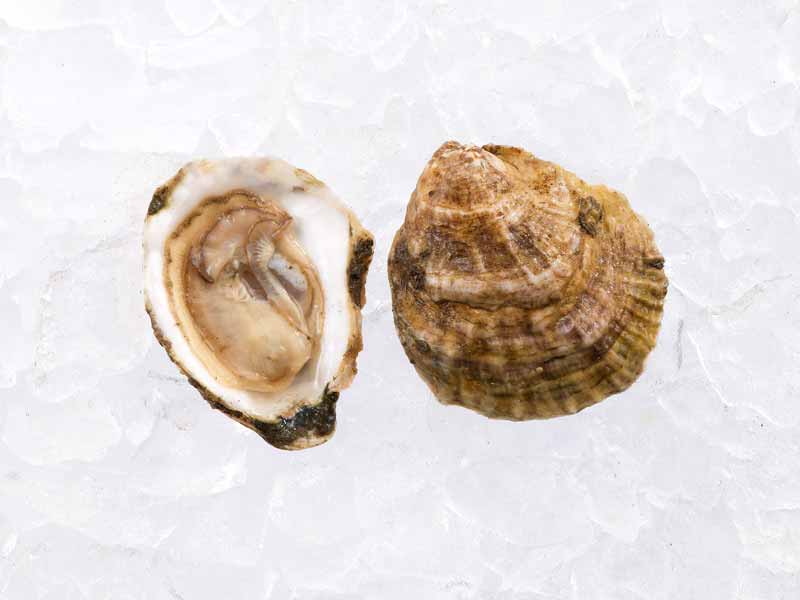 Close Up of Pemaquid Oyster Shucked on Ice