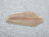 Dover Sole Fillet on ice