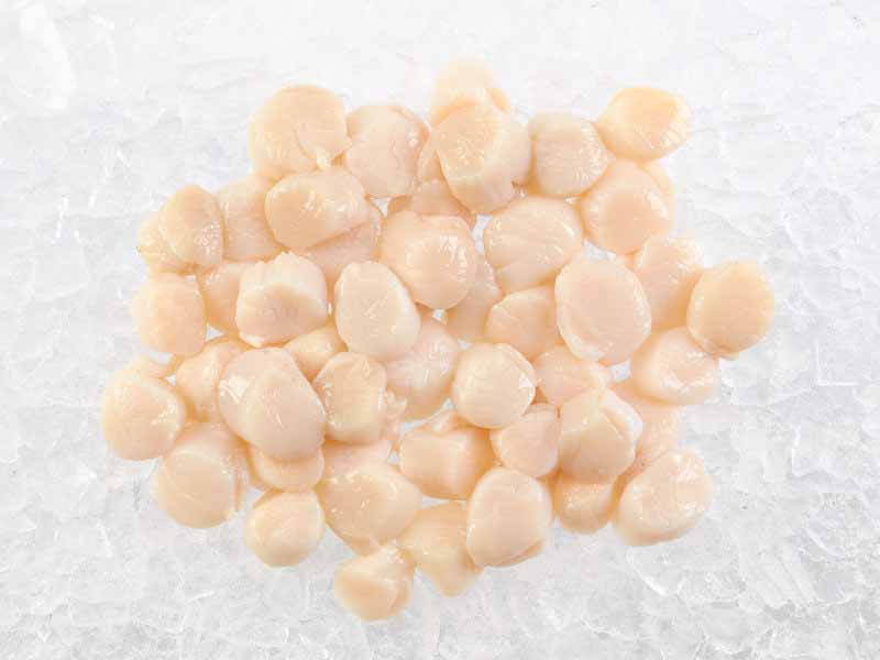 Wild Dry Sea Scallops In Pile On Ice