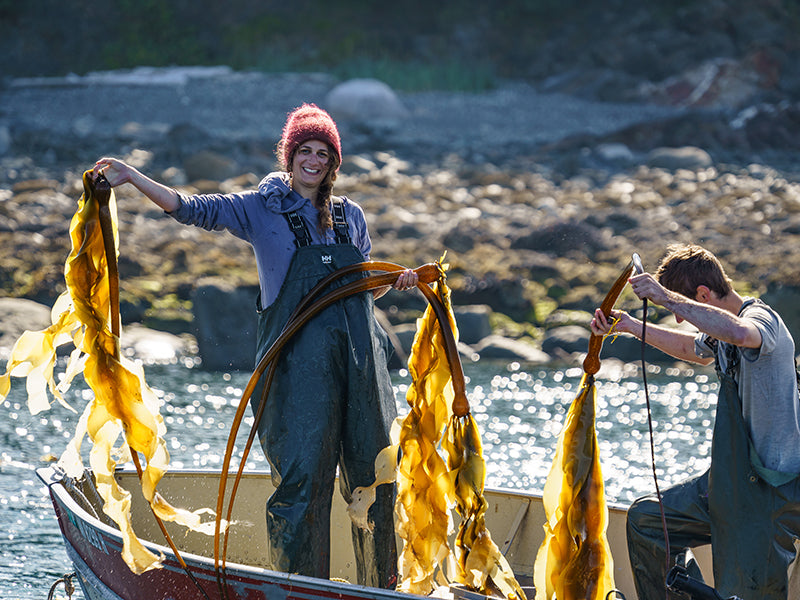 Barnacle Foods Kelp Harvesting