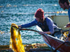 Woman on a boat removing Kelp from water