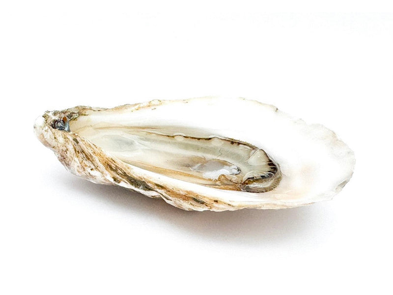 Birch Point Oyster on White Background