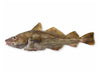 Whole Atlantic Cod Fish on White Background