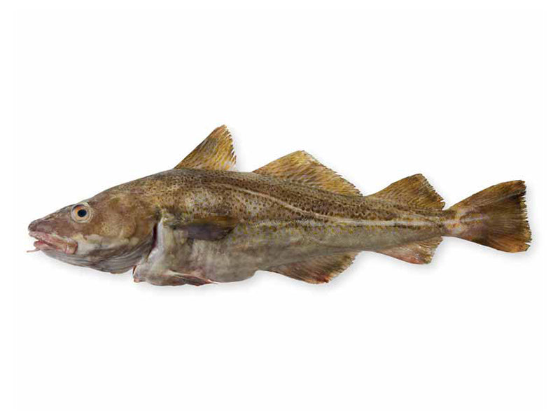 Whole Atlantic Cod Fish on White Background