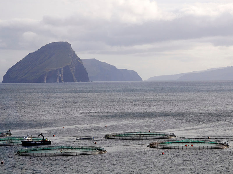 Salmon Farm in the Open Ocean