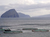 Salmon Farm in the Open Ocean