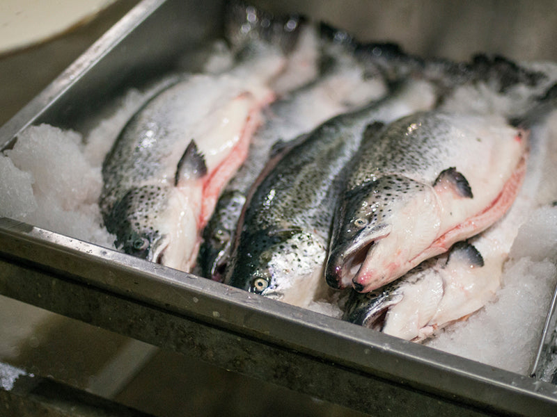 Whole Salmon on Ice at the Fulton Fish Market