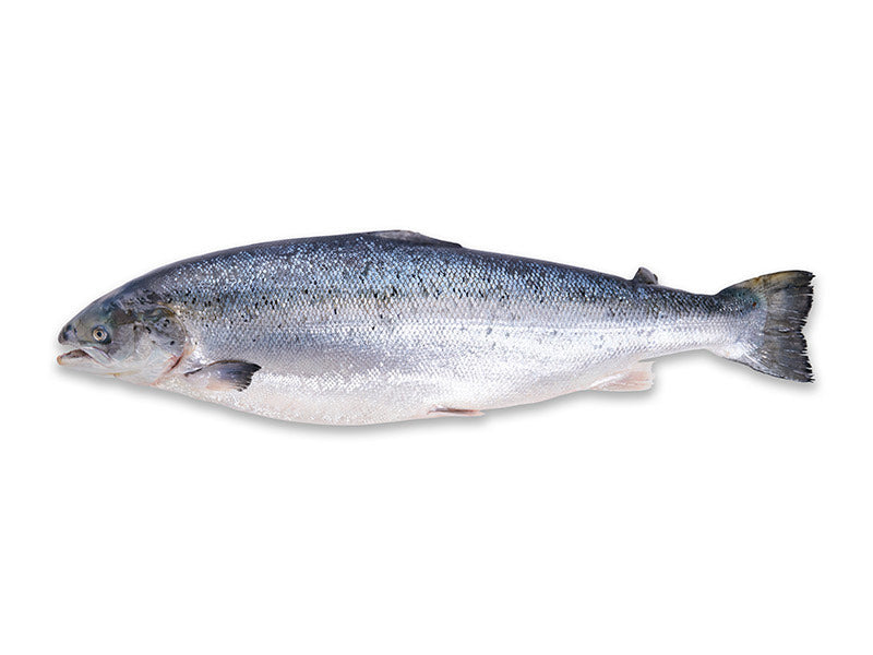 Whole Atlantic Salmon on White Background
