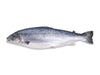 Whole Atlantic Salmon on White Background