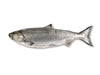 Whole King Salmon on White Background