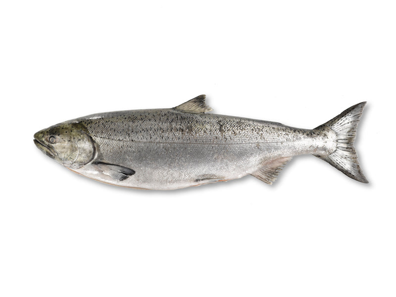 Whole King Salmon on White Background