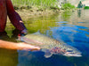 Person Holding Whole Rainbow Trout in Water 