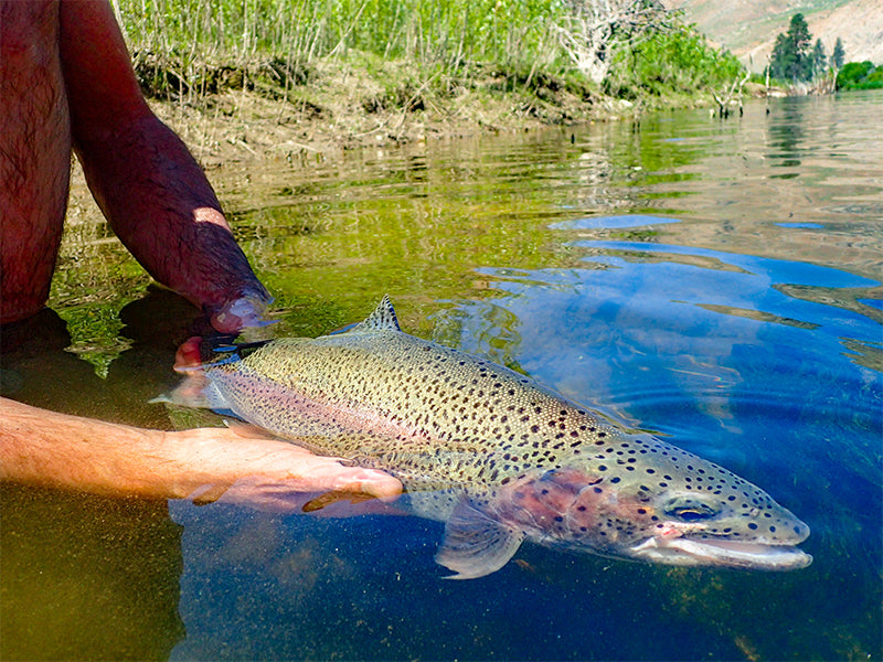 Person Holding Whole Rainbow Trout in Water 