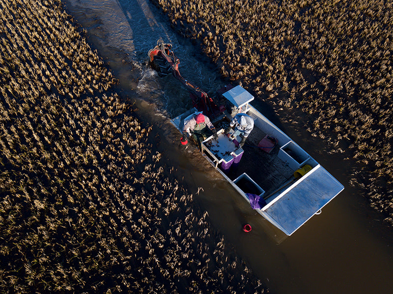 Boat Checking Crawfish Traps on Crawfish Farm