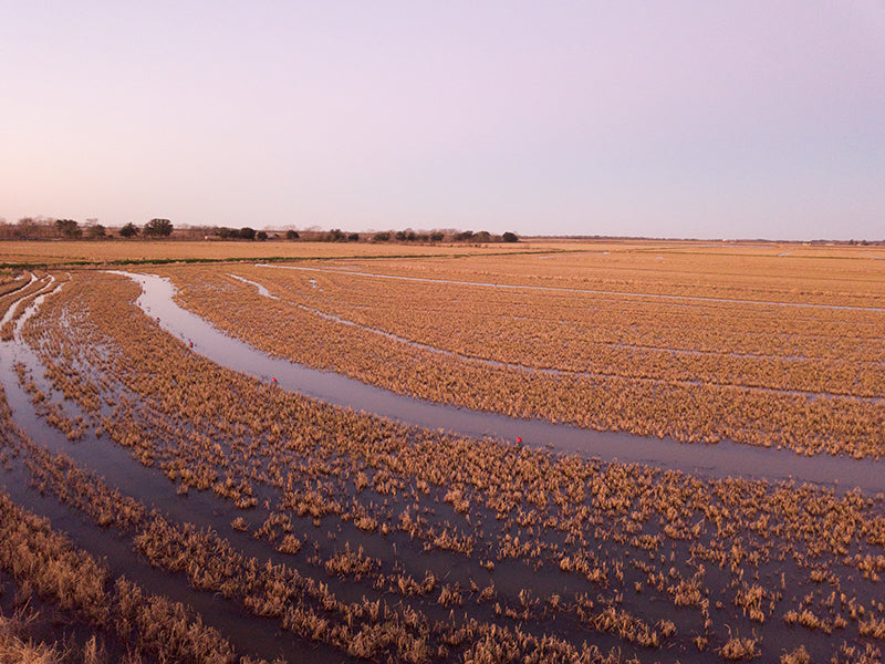 Crawfish Farm