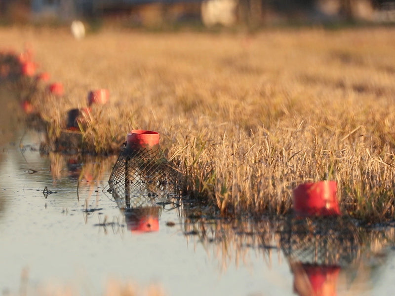 Crawfish Traps in Water on Crawfish Farm