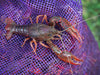 Close Up of Crawfish on Shipping Bag