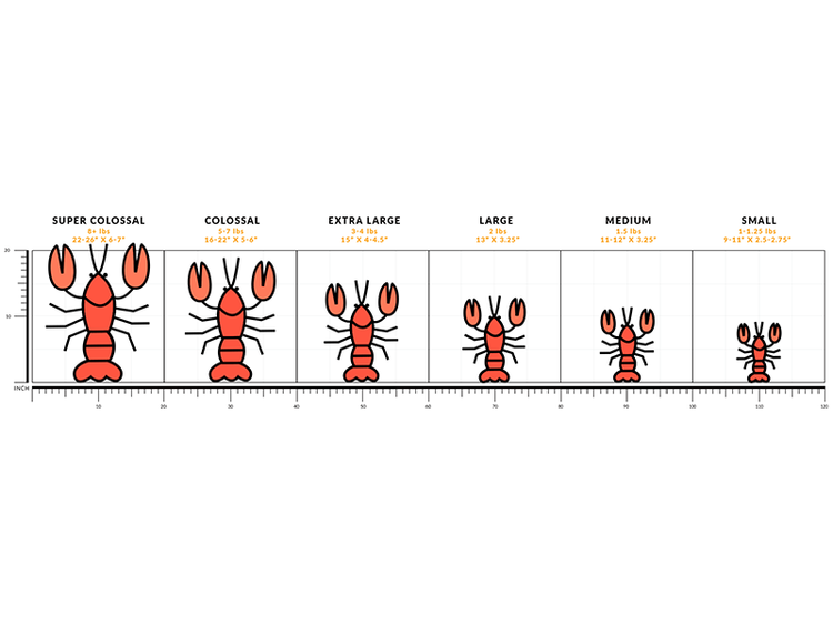 Whole Lobster Size Chart