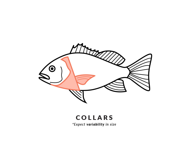 Collared Fish What Is A Collar Fish at Michael Holcomb blog