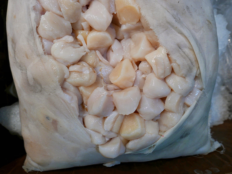 Wild Dry Sea Scallops in Bag at Fulton Fish Market