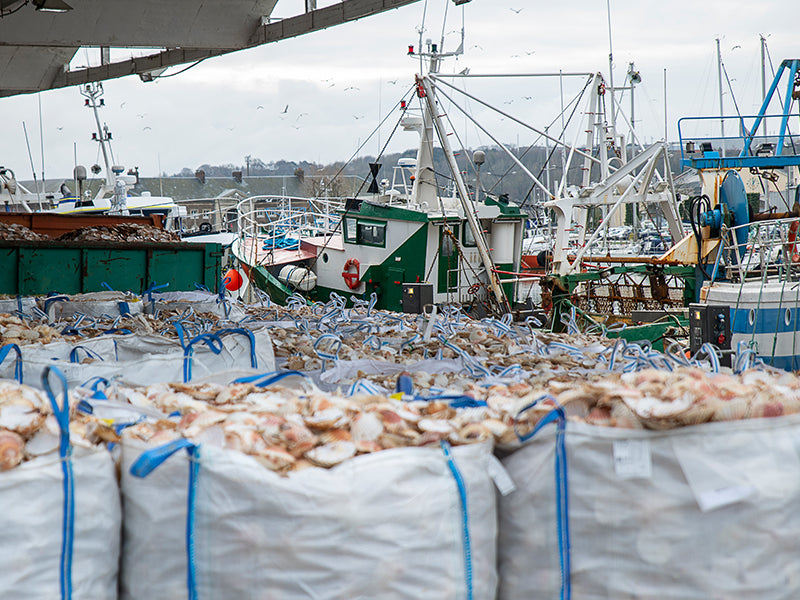 Scallop Fishing Boats