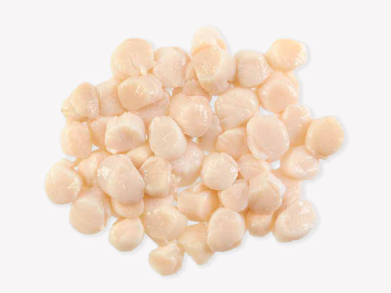 Wild Dry Sea Scallops In Pile On White Background