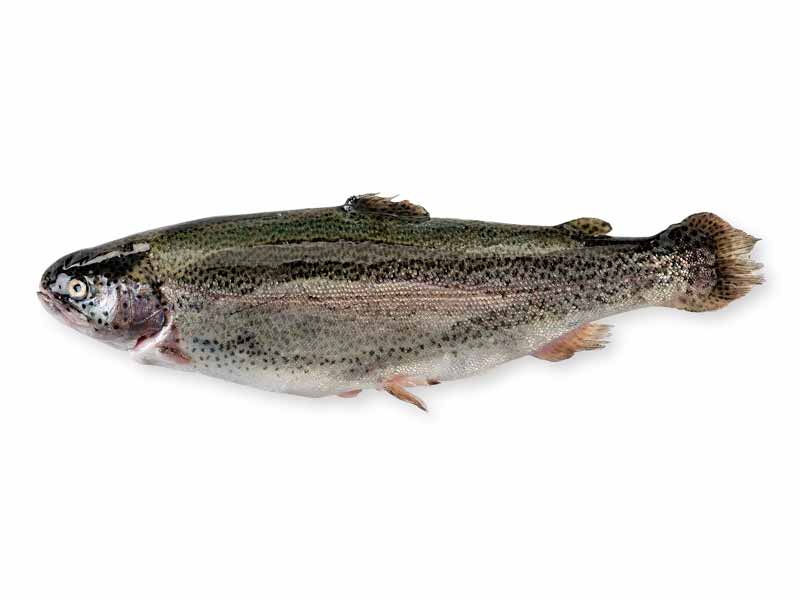 Whole Rainbow Trout on White Background